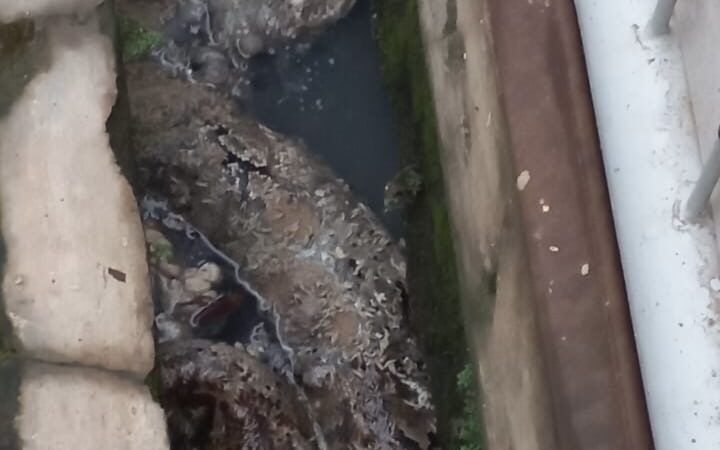 Warga Cikarang Baru Geger! Ular Piton 2 Meter Ditemukan Mati di Got