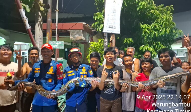 Piton Raksasa Nyasar ke Rumah Warga, Damkar Karawang Bergerak Cepat