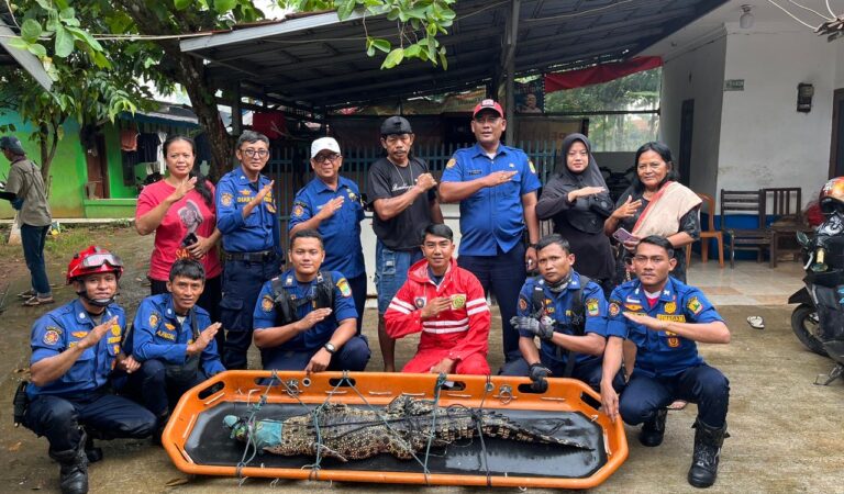 Dua Buaya Peliharaan Warga Karawang Dievakuasi, Pemilik Takut Lepas Saat Hujan Deras