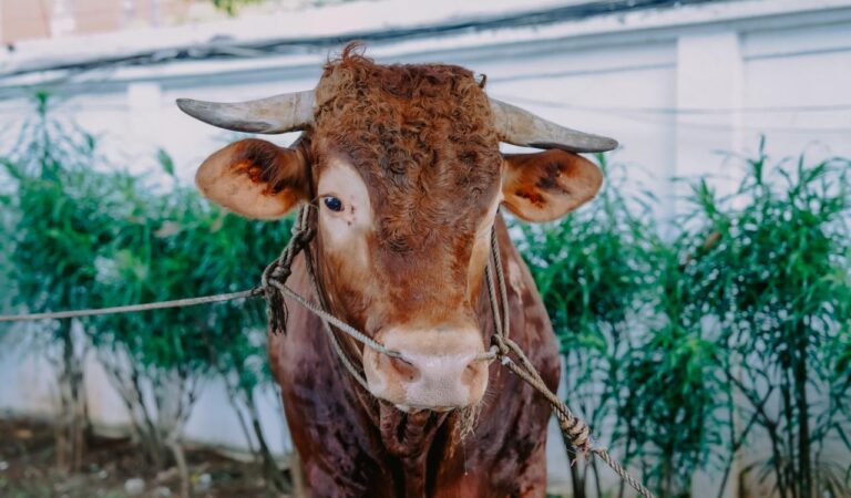 Pemkab Karawang Salurkan Sapi Kurban Presiden 1,2 Ton dan 25 Ekor Sapi ASN Berbagi